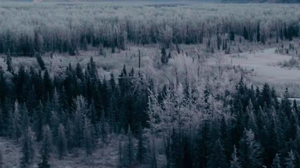 Bosque Cubierto Nieve Alaska Revelación Aérea Del Amanecer Dorado Sobre — Vídeo de stock