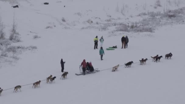 Huskies Alaska Prêts Pour Traîneau Chiens Panoramique Avant Aérien Ralenti — Video