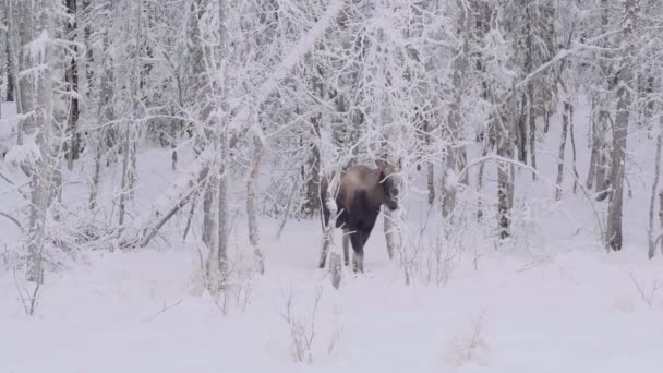 冬季仙境中的雌鹿 正在白雪覆盖的四千亩树上平静地吃着东西 — 图库视频影像