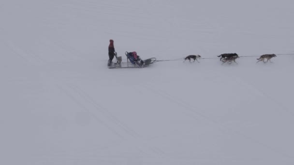 Slow Motion Antenn Alaska Hund Släde Reser Över Snötäckta Landskap — Stockvideo