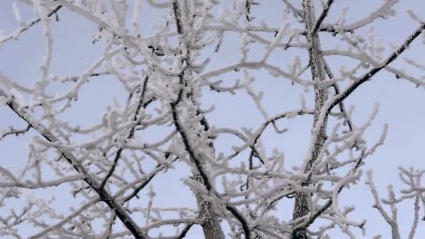Snow Encrusted Tree Anchorage Alaska Peaceful Winter Morning — Stock Video
