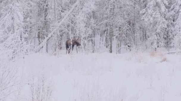 麋鹿站在安克雷奇森林里 在原初的环境中刚刚落雪4K — 图库视频影像