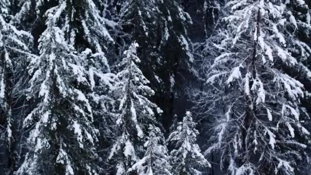 Анкоридж Леса Покрыты Снегопадом Наклон Вверх Раскрыть Над Красивым Заснеженным — стоковое видео