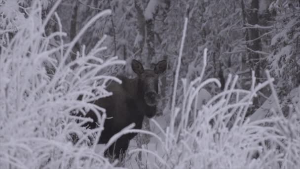 阿拉斯加安克雷奇的雪地森林里隐藏着雌性麋鹿 — 图库视频影像