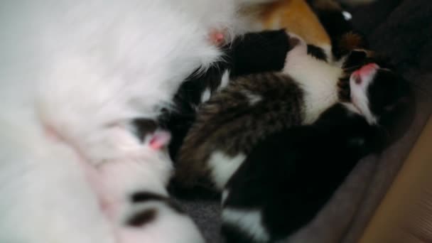 Three Week Old Kittens Sleep Next Mother While Fourth Hungry — Stock Video