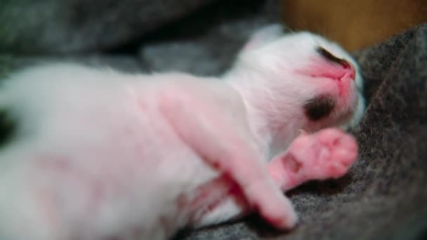 Schwarze Und Weiße Katzenhosen Oder Miauen — Stockvideo