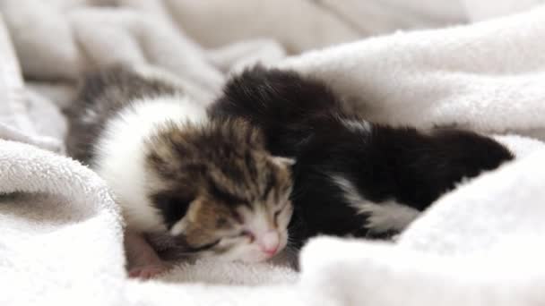 Две Однонедельные Котята Обнимаются Ползают Друг Друге Белом Полотенце Одеяле — стоковое видео