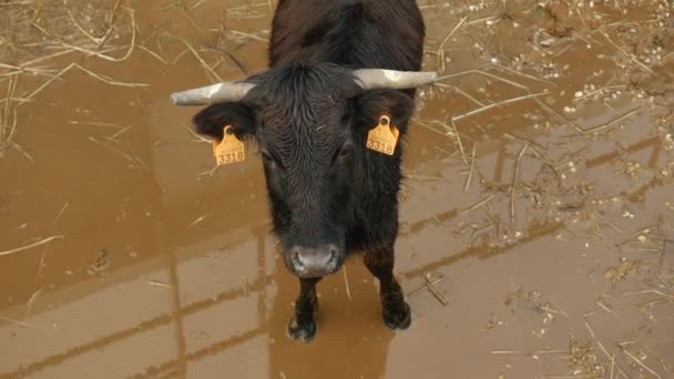 Cow Standing Dirt Water — Vídeos de Stock