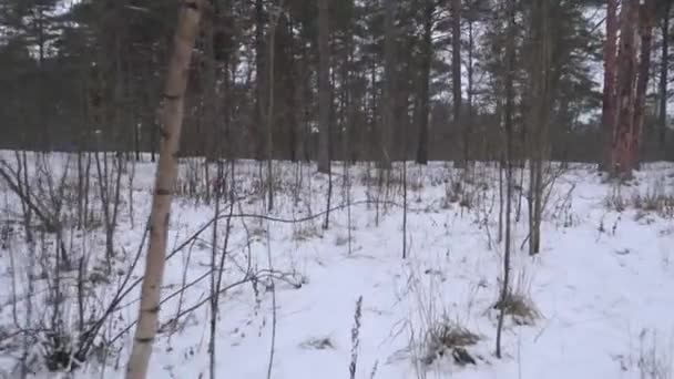 Flygande Skott Genom Grenarna Som Drönare Tallskog Täckt Snö Vintern — Stockvideo