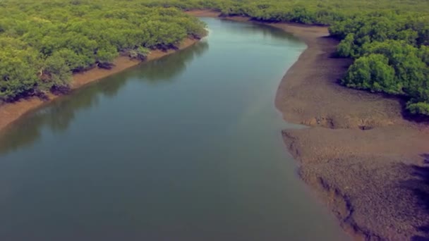 Mangrove Erdő Borította Gyönyörű Kanyargós Tavat — Stock videók