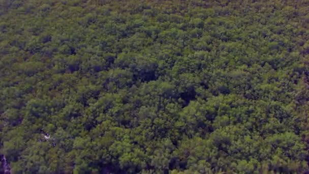 Letecká Jízda Přes Obrovské Mangrovové Lesy Odrážející Slunce Vodě — Stock video