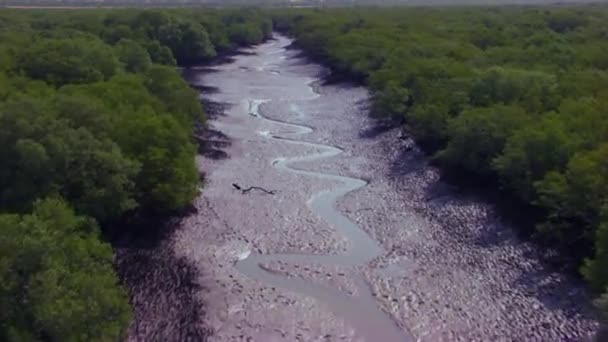 Melintasi Dari Danau Kering Dikelilingi Oleh Hutan Bakau Besar Memantulkan — Stok Video