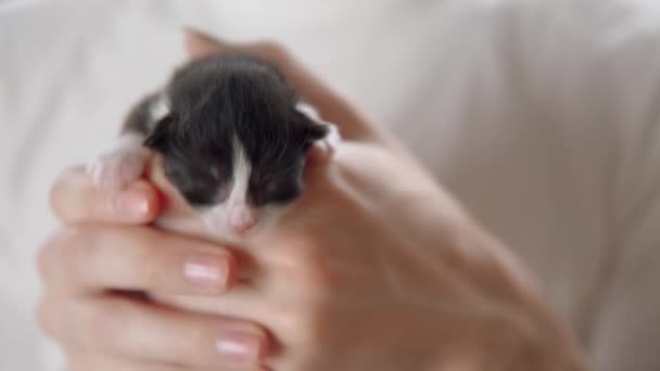 Hands Hold Black White Kitten — Stock Video