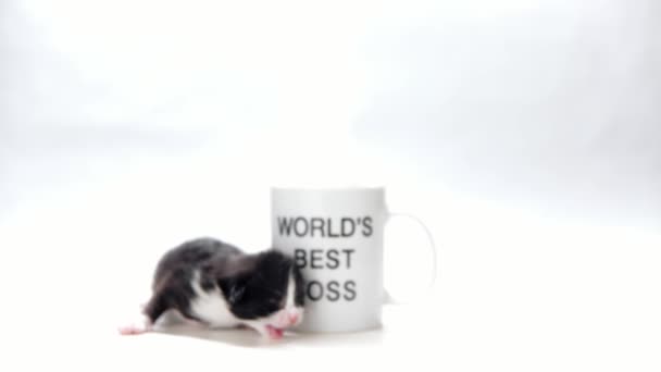 Semana Idade Gatinho Rasteja Por Uma Caneca Café — Vídeo de Stock