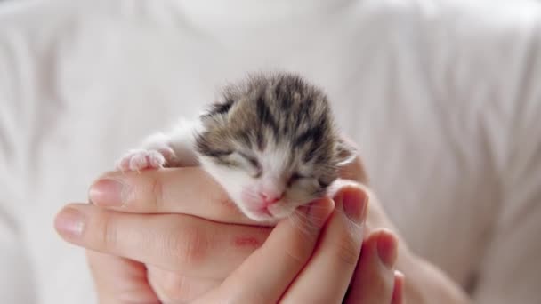 Las Manos Sostienen Gatito Gris Blanco Mientras Duerme — Vídeos de Stock