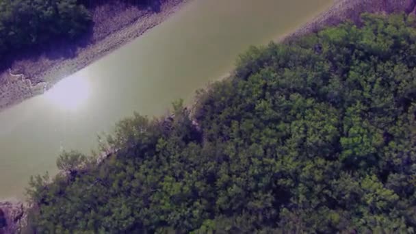 Low Pass Mangroves Forest Lake Reflecting Sun Water — Vídeo de stock