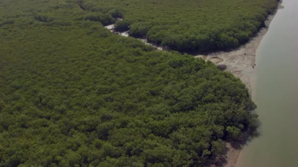 Mangrove Biome Mangal Výrazný Slaný Les Shrubland Habitat Depozitní Pobřežní — Stock video