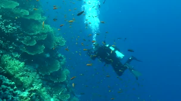 Scuba Diver Hundreds Tiny Reef Fish — стоковое видео