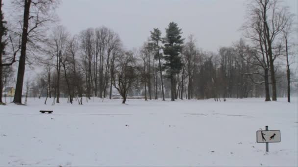 Man Strolling Snowy Park Heavy Snow Fall — Αρχείο Βίντεο