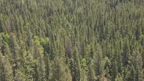 Endless Forest Tree Tops — Αρχείο Βίντεο