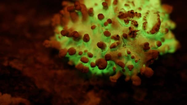 Bioluminescent Fungus Panellus Stipticus Glows Twilight Glow Increases Dawn Arrives — Stock video