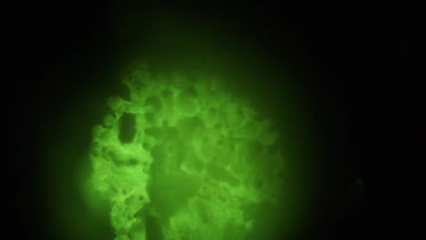 Bioluminescent Fungus Panellus Stipticus Glows Steadily Dark Fog Condensation Diffuses — Stock video