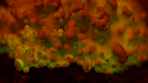Primordial Mass Bioluminescent Fungus Panellus Stipticus Glows Twilight — Wideo stockowe