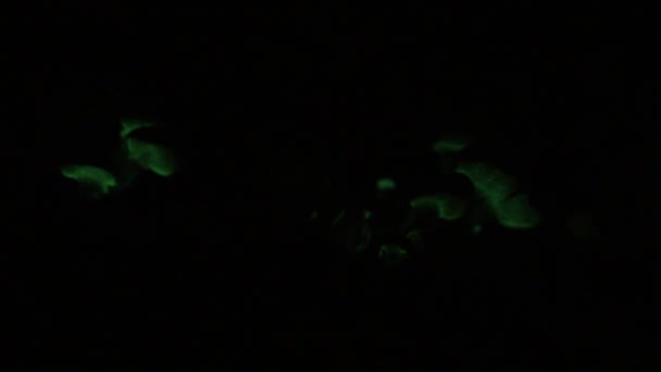 Bioluminescent Fungus Panellus Stipticus Also Known Foxfire Glows Dark Glow — Stok video