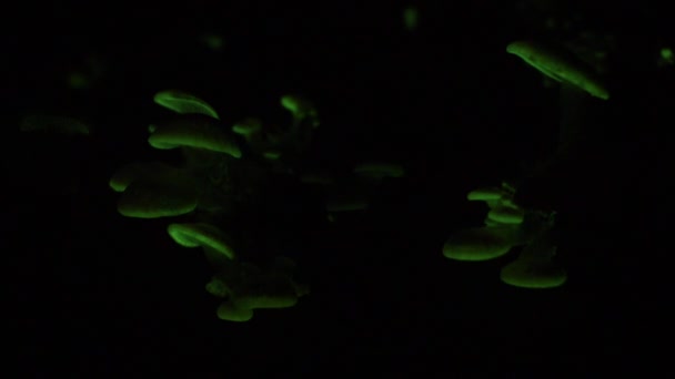 Bioluminescent Fungus Panellus Stipticus Glows Night Dawn Arrives Show Them — 비디오