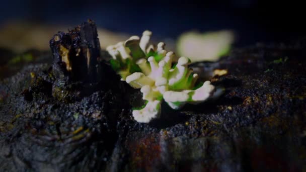 Bioluminescent Fungus Panellus Stipticus Glows Dim Daylight Tiny Insects Crawl — Stockvideo