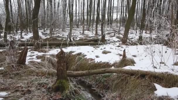 Panoramic View Winter Forest Tree Trunks Fallen Being Cut Beavers — Vídeo de Stock