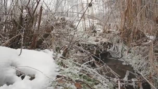 Panoramic View Frozen Stream Woods — Vídeo de stock