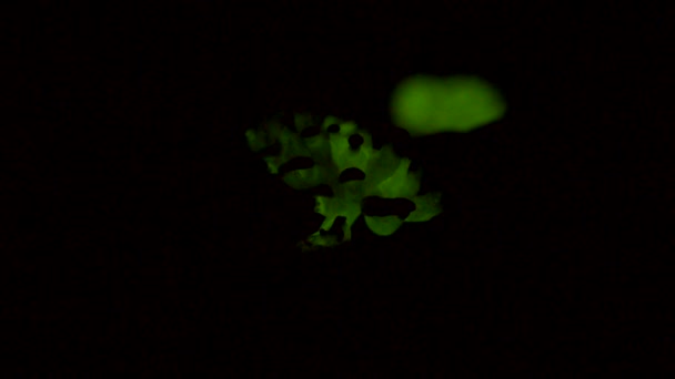 Bioluminescent Fungus Panellus Stipticus Glows Dimly First Brighter Dark Night — Stok video