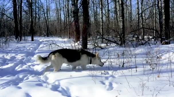 Pet Husky Wolf Dog Explores Forest Cold Sunny Winter Day — 图库视频影像