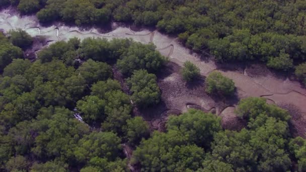 Mangroves Forest Aerial View Dry Lake Sunlight Reflections Water — Vídeos de Stock