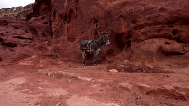 暗い赤い岩の山の壁の近くにまだロバが立っていて 背中に鞍があり ペトラの古代都市の音を聞いています — ストック動画