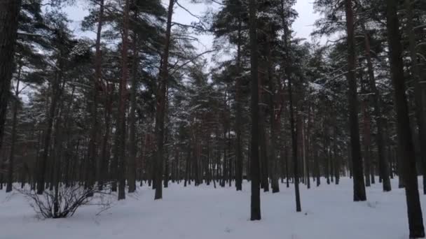 Panning Upp Skott Hög Tallskog Täckt Snö Vintern Med Ingen — Stockvideo