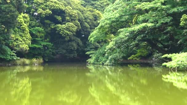 Вид Озеро Отражением Деревьев — стоковое видео