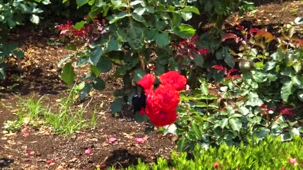 View Red Rose Butterfly — Vídeo de stock