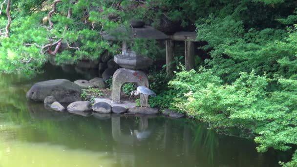 Widok Żurawia Skalistym Jeziorze Boku Shinjuku Gyoen Narodowy Ogród — Wideo stockowe
