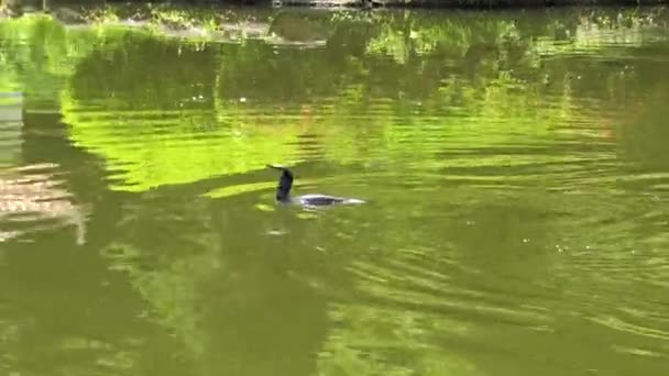 Cormorán Lago Sumerge Lago — Vídeo de stock