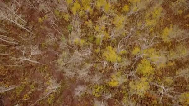 Overhead Shot Aspen Tree Groves Fall — Vídeo de Stock