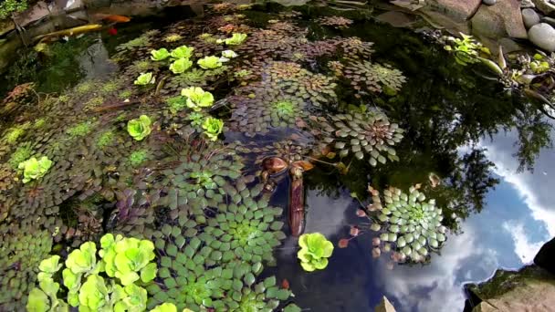 Wide Angle View Pond Koi Freshwater Aquatic Plants Including Mosaic — Stock video