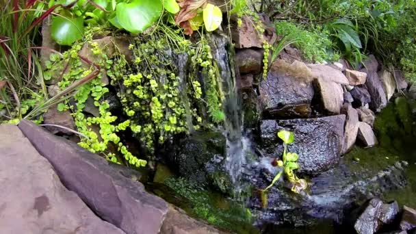 Wide Angle View Small Waterfall Pond Freshwater Aquatic Plants — Vídeos de Stock