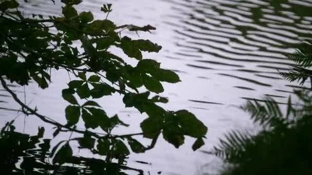 Relaxation Alongside Pond England Showing Rippling Water Pond Side Vegetation — Video Stock