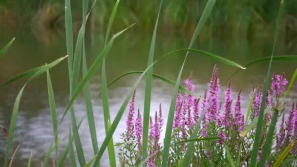 Relaxation Alongside Pond England Showing Rippling Water Pond Side Vegetation — стокове відео