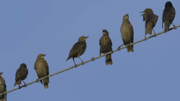 Common Starlings Sitting Wires Slow Motion Sturnus Vulgaris — Vídeo de stock