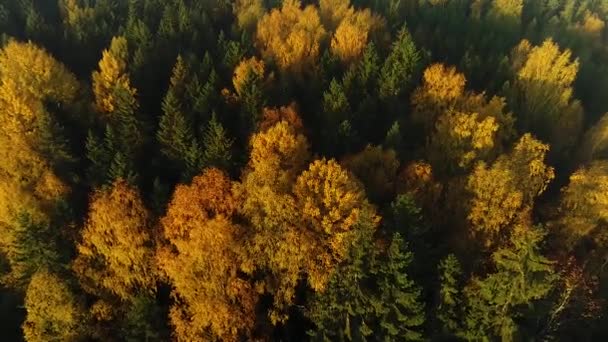 Seasonal Forest Aerial View Fall Early Morning Sunlight Fog — Wideo stockowe