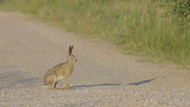 Дикий Зайчик Бігає Їсть Дорозі Повільний Рух Великими Очима — стокове відео