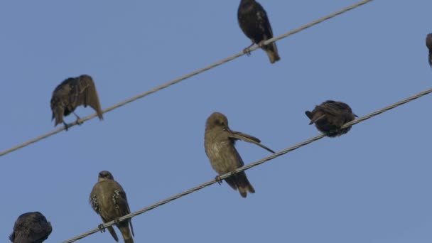 Common Starlings Sitting Wires Slow Motion Sturnus Vulgaris — Wideo stockowe